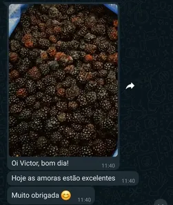 Depoimento de cliente no WhatsApp com foto de amoras: “Hoje as amoras estão excelentes”